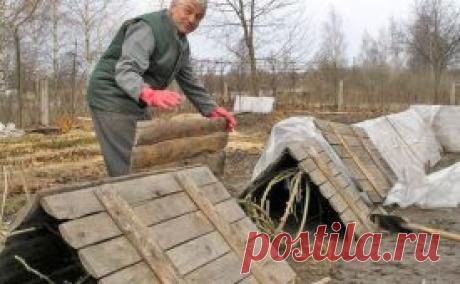 Пленки для укрытия винограда: преимущества, недостатки