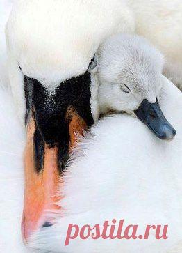 О, эта нежность! Насколько она могущественней, чем сила!
 
Шарлотта Бронте