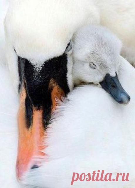 О, эта нежность! Насколько она могущественней, чем сила!
Шарлотта Бронте