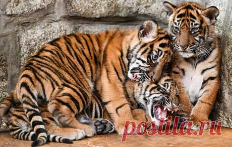 Новости мира и лучшие фото недели - Уморно.Ру