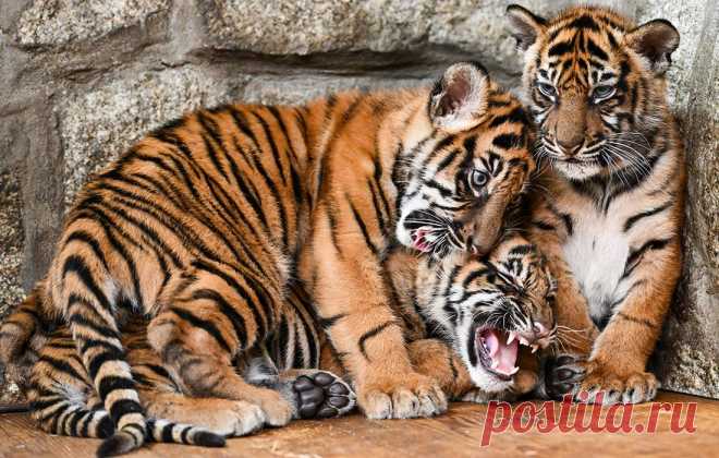 Новости мира и лучшие фото недели - Уморно.Ру