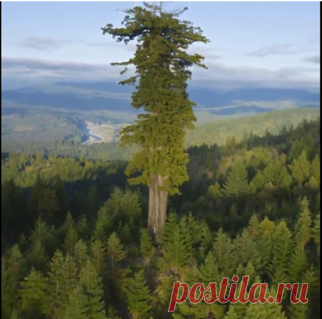 🔥 A redwood known as Hyperion is the tallest tree in the world, at a height of 115.85 meters (380.1 feet) and is approximately 700-800 years old. : NatureIsFuckingLit