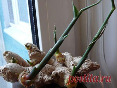 Хотите вырастить имбирь дома? Февраль - лучший месяц для посадки! » Женский Мир