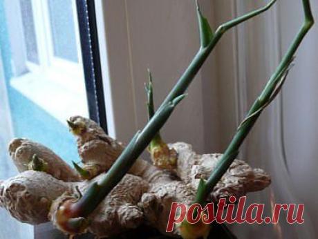 Хотите вырастить имбирь дома? Февраль - лучший месяц для посадки! » Женский Мир