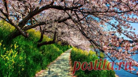 spring-blossom-1920x1080.jpg (1920×1080)