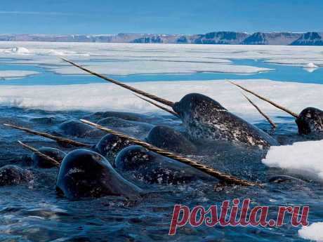 &gt;&gt; Самые редкие морские млекопитающие | ФОТО НОВОСТИ