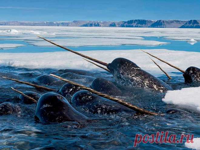 >> Самые редкие морские млекопитающие | ФОТО НОВОСТИ