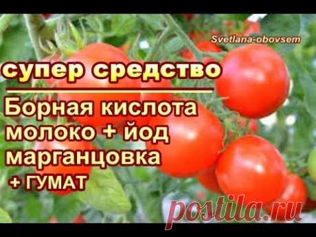 БОРНАЯ КИСЛОТА +МОЛОКО+ЙОД+ГУМАТ  для УРОЖАЙНОСТИ  и  от  БОЛЕЗНЕЙ  -ТОМАТОВ ,ОГУРЦОВ,ПЕРЦА