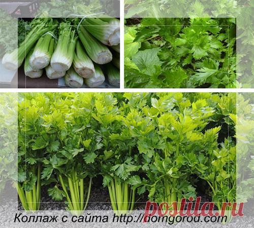 Сельдерей черешковый выращивание — Строим загородный дом