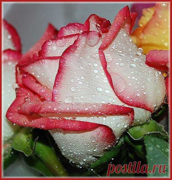 Мой Мир@Mail.Ru
