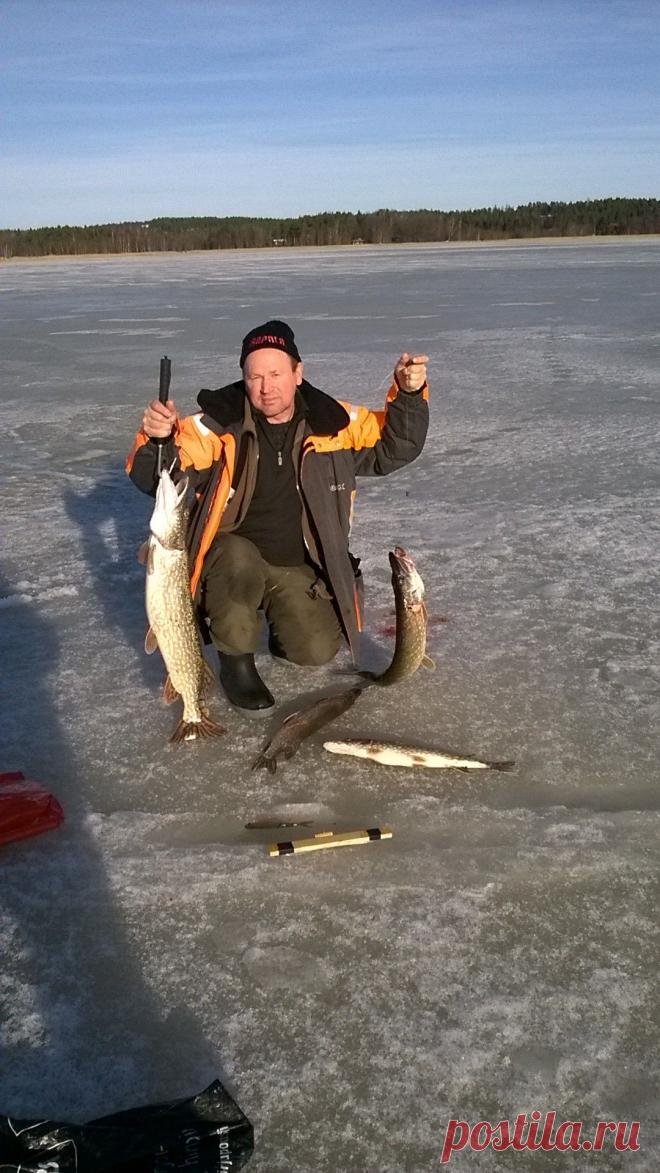 на жерлицу и блесну