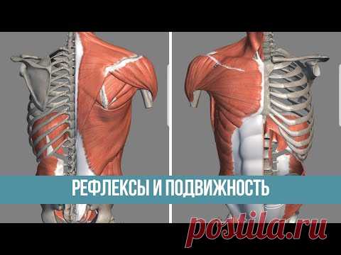 Улучшаем подвижность в грудном отделе