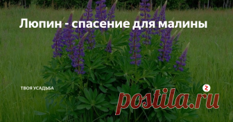 Люпин - спасение для малины Для того, чтоб ваш малинник был здоров и хорошо плодоносил, я рекомендую посадить на своём участке многолетний люпин. Это растение настоящая панацея для малины. Можно и не сажать, если люпин растёт где-то поблизости в диком виде. Растение это не только красивое, но и полезное.
Мульча
Мульчировать малину люпином нужно до начала семеобразования на растении. В противном случае вы обзаведётесь ещё одн