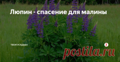 Люпин - спасение для малины Для того, чтоб ваш малинник был здоров и хорошо плодоносил, я рекомендую посадить на своём участке многолетний люпин. Это растение настоящая панацея для малины. Можно и не сажать, если люпин растёт где-то поблизости в диком виде. Растение это не только красивое, но и полезное.
Мульча
Мульчировать малину люпином нужно до начала семеобразования на растении. В противном случае вы обзаведётесь ещё одн