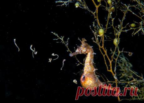Конкурс подводной фотографии Ocean Art 2020