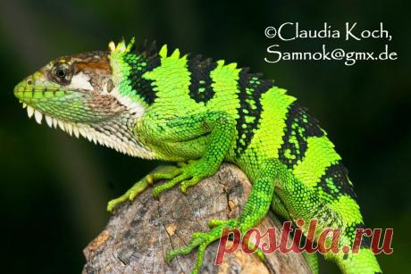 Перуанский полихрус (Polychrus peruvianus), Перу и Эквадор.
https://www.iucnredlist.org/details/178288/0