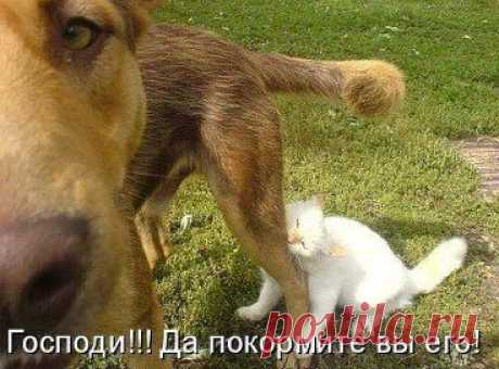 ХИ-ХИ