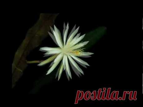 The life cycle of Kadupul Flower (Epiphyllum Oxypetalum) [Time lapse]