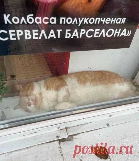 Маркировка собак и кошек. И, возможно, гусей https://www.seoded.com/2025/09/markirovka.html
#технологии #государство #животные #россия