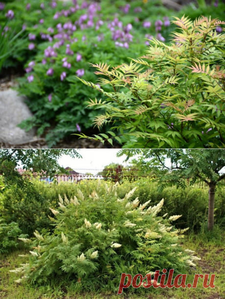 Рябинник рябинолистный (57 фото): посадка и уход в открытом грунте, описание кустарника Sorbaria sorbifolia, размножение черенками