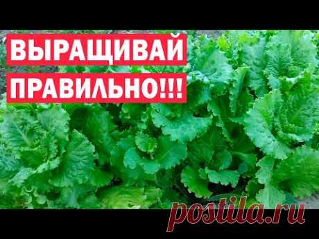 Секреты большого и раннего урожая салата! Как получать урожай долго?