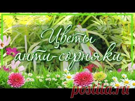 👌 Как избавиться от сорняков на клумбе многолетников 🌿