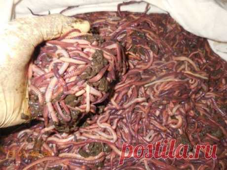 Калифорнийские красные черви: разведение, обустройство червятника, заселение, зимовка