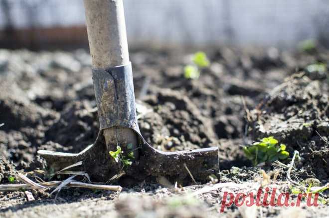 Готовимся к весенней посадке огорода | Огородовед.com | Яндекс Дзен