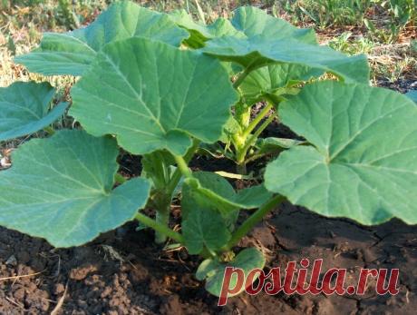 Ученые указали на растение – кладезь здоровья