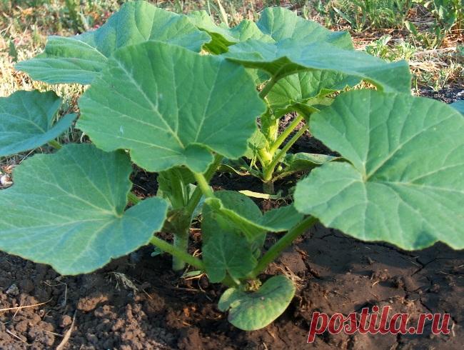 Ученые указали на растение – кладезь здоровья