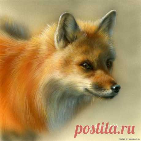 Дикий мир живой природы от Ребекки Латам (17 работ) » Картины, художники, фотографы на Nevsepic