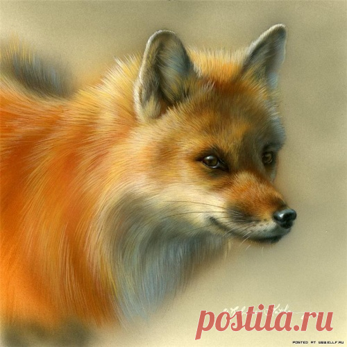 Дикий мир живой природы от Ребекки Латам (17 работ) » Картины, художники, фотографы на Nevsepic