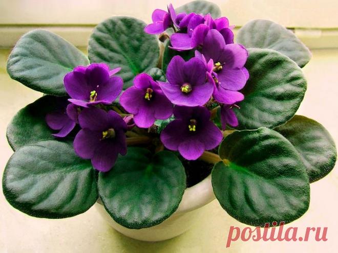 Популярные комнатные цветы: описание с фотографиями