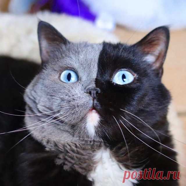 Кот с двухцветной мордашкой стал отцом двух котят, каждый из которых получил от него по одному цвету