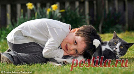 15 причин завести котика | Я ЗДОРОВ!