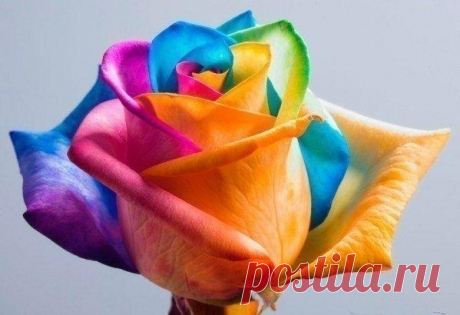 Секрет разноцветных роз