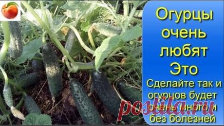 Огурцы очень любят Это Сделайте так и огурцов бутет много Без болезней Cucumbers grow well from this tricks.
Try it and don't think any more about how to grow cucumbers.
You will see how much more cucumbers you can grow!
СДЕЛАЙТЕ ЭТО И ОГУРЦОВ БУДЕТ МНОГО БЕЗ БОЛЕЗНЕЙ.
Попробуйте это и не думайте больше о том, как вырастить огурцы.
Вы увидите, сколько больше огурцов вы можете вырастить!
ПОДПИСЫВАЙТЕСЬ на познавательный канал Удивительные факты: goo.gl/tzzq8j Смотрите другие видео: ✓ Как победи…