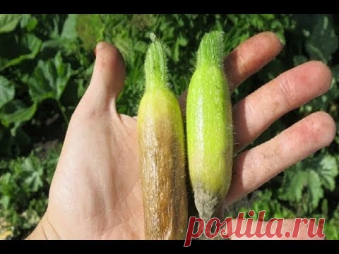 Гниют кабачки! Без паники! Легко исправить ситуацию!