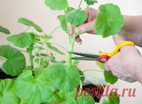 ОБРЕЗАЕМ ГЕРАНЬ ПРАВИЛЬНО! 

Обрезка пеларгонии: основные правила 
Чтобы правильно обрезать герань, нужно учитывать тип цветка. Она может быть многолетняя и однолетняя. Однолетнее растение обрезать не обязательно. Это следует делать только для изменения формы растения. Многолетняя пеларгония нуждается в обрезке 2 раза в год – весной и осенью. Обрезка не только декорирует внешний вид, она способствует зарождению большого количества крупных соцветий и увеличивает длительност...