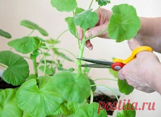 ОБРЕЗАЕМ ГЕРАНЬ ПРАВИЛЬНО! 

Обрезка пеларгонии: основные правила 
Чтобы правильно обрезать герань, нужно учитывать тип цветка. Она может быть многолетняя и однолетняя. Однолетнее растение обрезать не обязательно. Это следует делать только для изменения формы растения. Многолетняя пеларгония нуждается в обрезке 2 раза в год – весной и осенью. Обрезка не только декорирует внешний вид, она способствует зарождению большого количества крупных соцветий и увеличивает длительност...