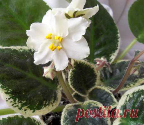 Ma`s White Elephant (O.Robinson) - Зарубежная селекция - Каталог фиалок - Фиалки. г.Даугавпилс