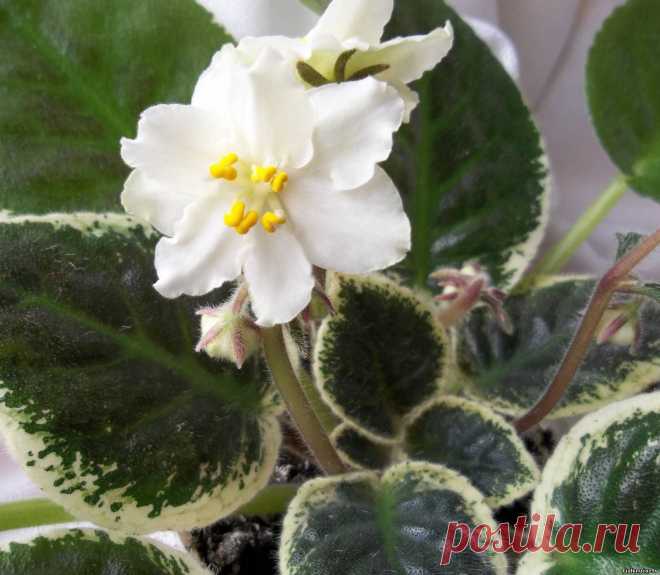 Ma`s White Elephant (O.Robinson) - Зарубежная селекция - Каталог фиалок - Фиалки. г.Даугавпилс