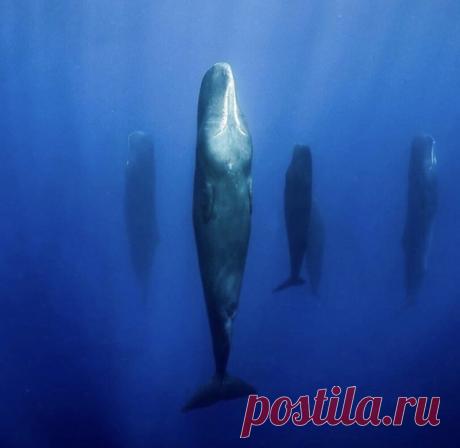 Спящие кашалоты - странное зрелище. Для отдыха они сбиваются в группы из 5-6 особей. Зависая в вертикальном положении у поверхности воды они дремлют от 10 до 15 минут.