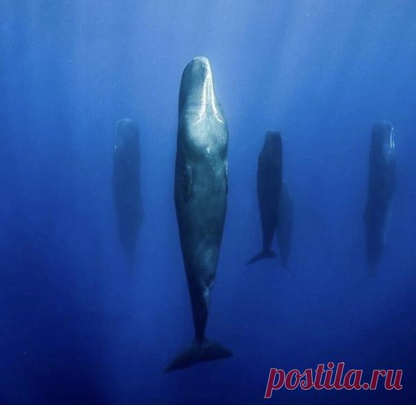 Спящие кашалоты - странное зрелище. Для отдыха они сбиваются в группы из 5-6 особей. Зависая в вертикальном положении у поверхности воды они дремлют от 10 до 15 минут.