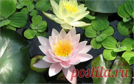 Найдено на сайте our-gardens.ru.