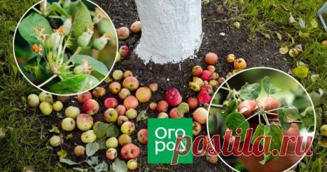 Почему осыпаются завязи и плоды на яблоне, сливе, вишне и других деревьях Нет ничего страшного в том, когда после цветения дерево избавляется от небольшого количества завязей. Также для дерева естественно сбрасывать созревшие плоды в конце сезона. Но почему осыпаются плоды, если время еще не настало?