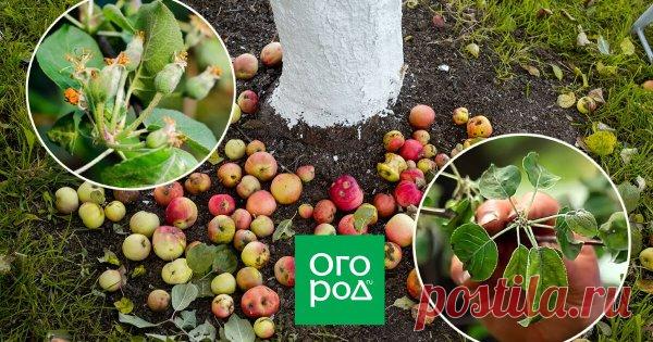 Почему осыпаются завязи и плоды на яблоне, сливе, вишне и других деревьях Нет ничего страшного в том, когда после цветения дерево избавляется от небольшого количества завязей. Также для дерева естественно сбрасывать созревшие плоды в конце сезона. Но почему осыпаются плоды, если время еще не настало?