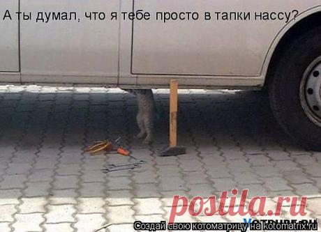 Котоматрица: Лучшие за всё время