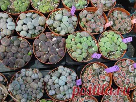 Литопс – растение, обладающее уникальными декоративными качествами