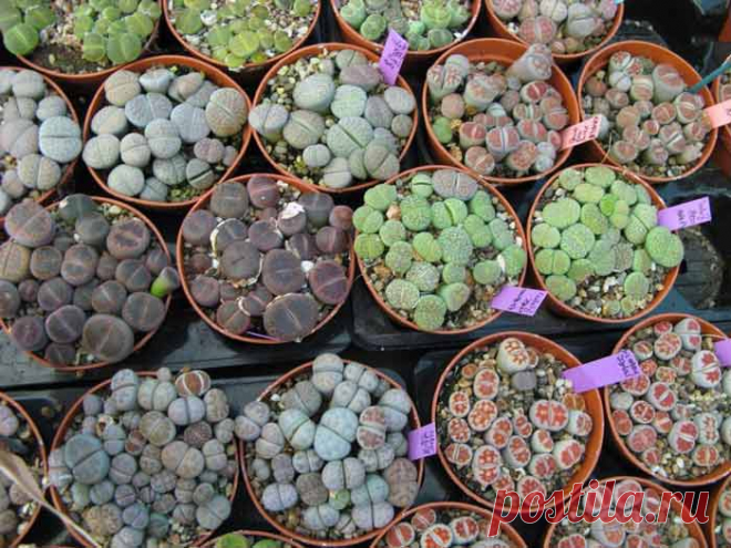 Литопс – растение, обладающее уникальными декоративными качествами
